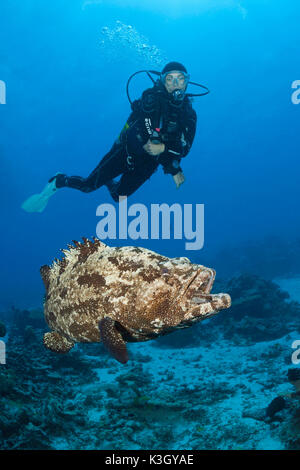 Scuba Diver and Flowery Grouper, Epinephelus fuscoguttatus, Great Barrier Reef, Australia Stock Photo