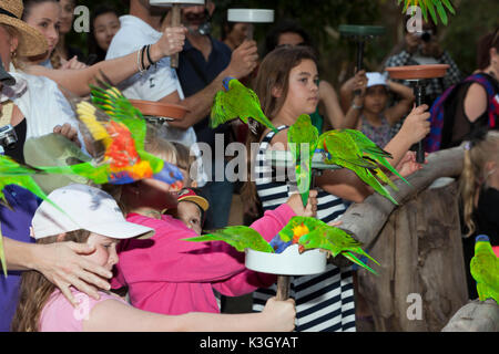 Tourists feeding Rainbow Lorikeet, Trichoglossus haematodus moluccanus, Brisbane, Australia Stock Photo
