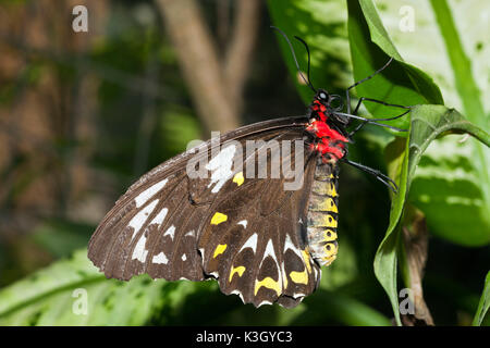 Female Cairns Birdwing Butterfly, Ornithoptera priamus euphorion, Queensland, Australia Stock Photo