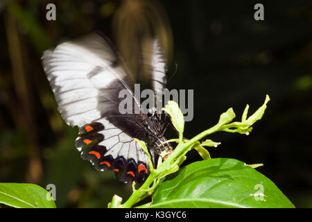 Female Orchard Butterfly, Papilio aegeus aegeus, Queensland, Australia Stock Photo