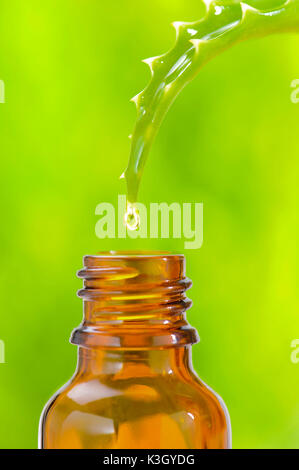 Aloe vera as an alternative medicine Stock Photo