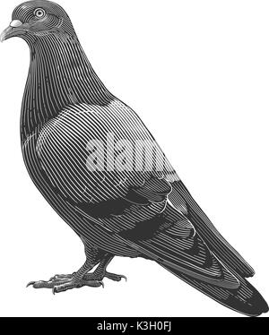 Vector illustration of Dove in vintage engraving style on transparent background Stock Vector