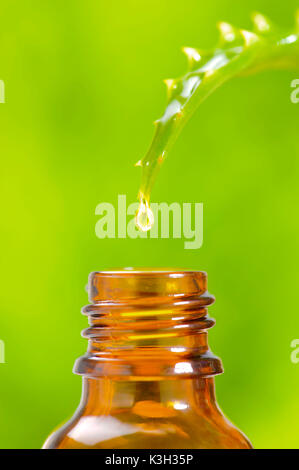 Alternative medicine, homoeopathy, aloe Vera oil Stock Photo