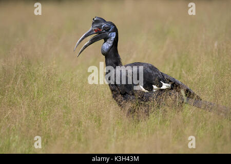 Abyssian Ground Hornbill or Northern Ground Hornbill,  bucorvus abyssinicus, Masai Mara Park in Kenya Stock Photo
