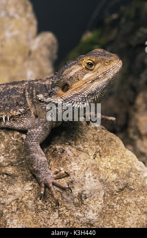 Bearded Dragon,   amphibolurus barbatus, Adult standing on Stone Stock Photo