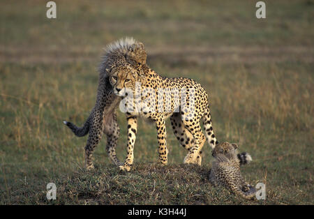 Cheetah,   acinonyx jubatus, Mother and Cub playing, Masai Mara Park in Kenya Stock Photo