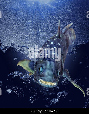 Coelacanth,   latimeria chalumnae Stock Photo