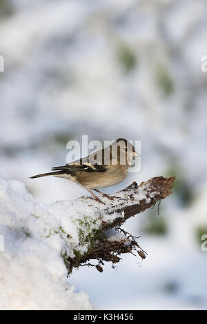 Common Chaffinch,  fringilla coelebs, Female standing in Snow,