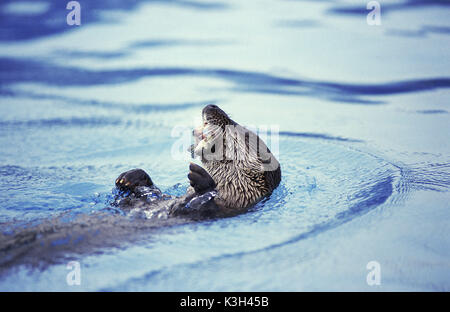 European Otter, lutra lutra, Adult with Fish in its Mouth Stock Photo