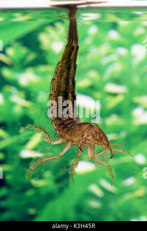 Great Diving Beetle, dytiscus marginalis, Larva standing in Water, Stock Photo