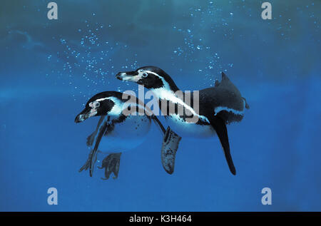 Humboldt Penguin,  spheniscus humboldti Stock Photo