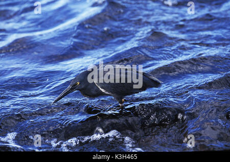 Lava Heron,   butorides sundevalli, Galapagos Islands Stock Photo