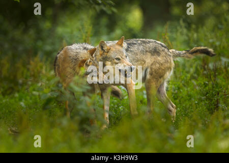 European Gray Wolf, Canis lupus lupus, two Wolves, Germany Stock Photo
