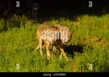 European Gray Wolf, Canis lupus lupus, two Wolves,  Germany Stock Photo
