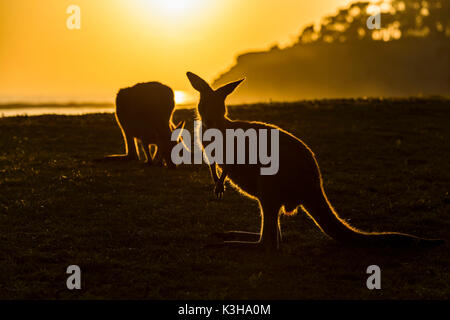 Grey Kangaroo, Macropus giganteus, two Animals at Sunrise, Murramarang National Park, New South Wales, Australia Stock Photo