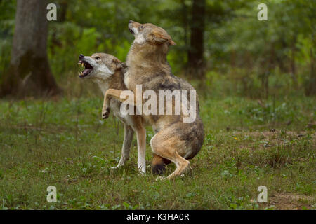 European Gray Wolf, Canis lupus lupus, two Wolves Fighting, Germany Stock Photo