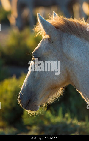 Camargue Horse, Portrait, Saintes-Maries-de-la-Mer, Parc naturel régional de Camargue, Languedoc Roussillon, France Stock Photo