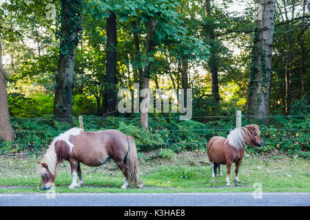 England, Hampshire, New Forest, Ponies Grazing on Roadside Stock Photo