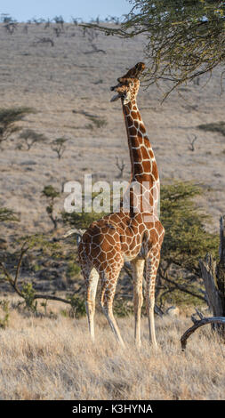 Reticulated giraffe grazing on a acacia tree, lewa wildlife conservancy, kenya Stock Photo
