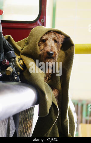 FIREHOUSE DOG      Date: 2007 Stock Photo