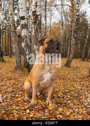 Autumn. Closeup portrait of a rare breed of dog - South African Boerboel (South African Mastiff)  on the background of falling leaves. Stock Photo