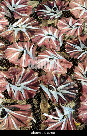 a fish production make dry fish products in the city of Myeik in the south in Myanmar in Southeastasia. Stock Photo