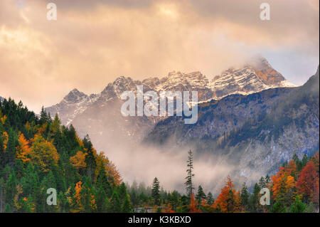 Mountain wood, single big conifer in front of the Laliderer Spitze in the Karwendel Stock Photo
