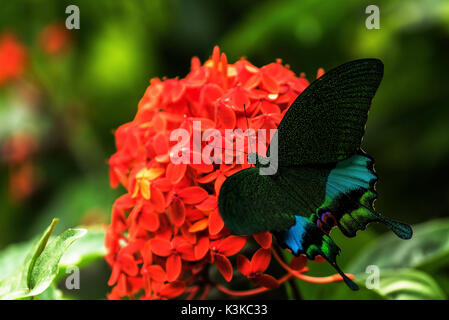 Coloured tropical butterfly on red blossom in the jungle of the Gunung Leuser Nationalpark. Stock Photo