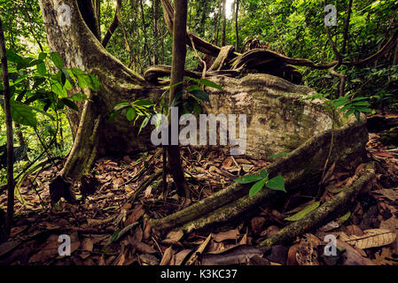 Tropical tree with big aerial root in the thick jungle of Sumatra, Indonesia. Stock Photo