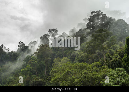 Nebulous mood in the mountainous jungle of the Gunung Leuser Nationalpark on the Indonesian island Sumatra. Stock Photo