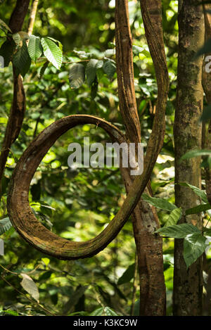 Sinuous liana in the jungle of Bukit Lawang, Sumatra Stock Photo