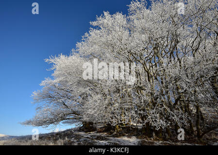 With hoarfrost covered beeches grove in front of blue sky. Stock Photo