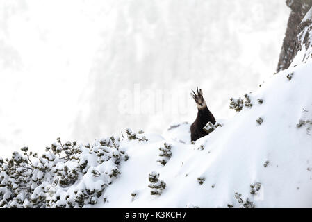 chamois looks in the snow in a mountainside of the Herzogstand to the viewer. Stock Photo