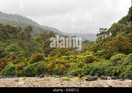 Jungle of New Zealand with stony brook bed in the foreground and many palms, ferns etc. overcast cloudy / tropical sky. Stock Photo