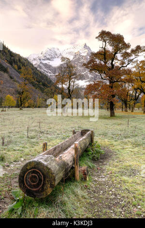 Water trough for pasture cattle on a meadow with autumnally tinted maple trees in the Karwendel Stock Photo