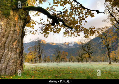 Autumnally tinted maple trees in the Karwendel Stock Photo