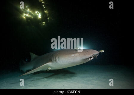 Nurse Shark at Night, Nebrius ferrugineus, Felidhu Atoll, Maldives Stock Photo