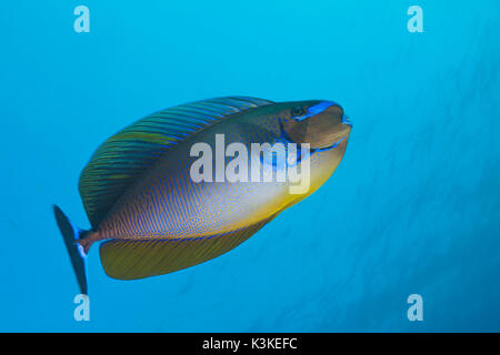 Bignose Unicornfish, Naso vlamingii, South Male Atoll, Maldives Stock Photo
