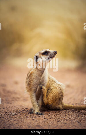 Kalahari desert, Southern Namibia, Africa. Meerkat. Stock Photo