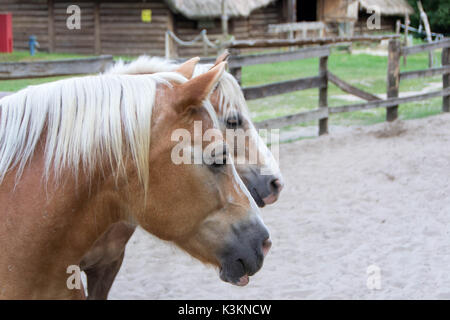 The Haflinger, also known as the Avelignese, close up Stock Photo