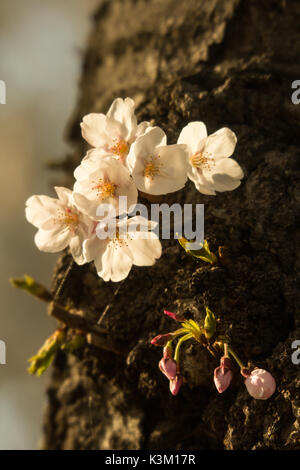 A cluster of cherry blossoms on the trunk of the tree. Taken along the reflecting pool in Washington DC Stock Photo