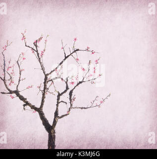 plum blossom on old antique vintage paper background Stock Photo