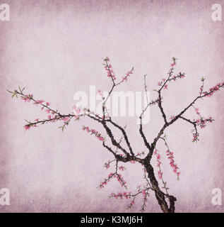 plum blossom on old antique vintage paper background Stock Photo