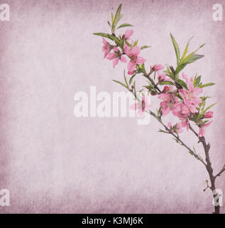 plum blossom on old antique vintage paper background Stock Photo