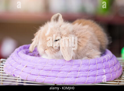 Cute Lop rabbit sitting in the basket Stock Photo