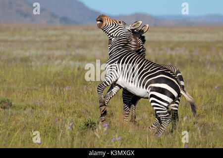 Cape mountain zebra stallions (Equus zebra) fighting, Mountain Zebra National Park, South Africa Stock Photo