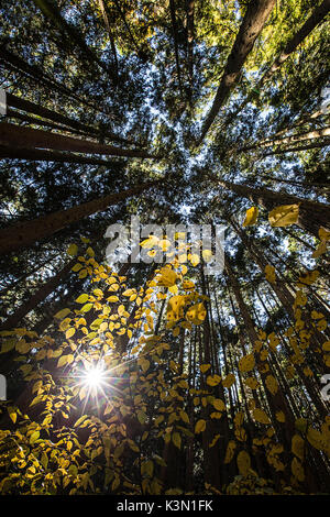 A Japanese forest in the mount Fuji area in Autumn colors with the sun breaking thru the trees Stock Photo