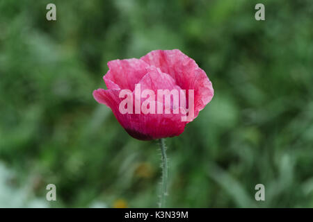 poppy Stock Photo