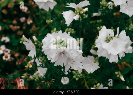 White mallow Stock Photo