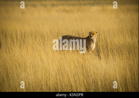 Kalahari desert, Southern Namibia, Africa. Cheetah in the wild. Stock Photo